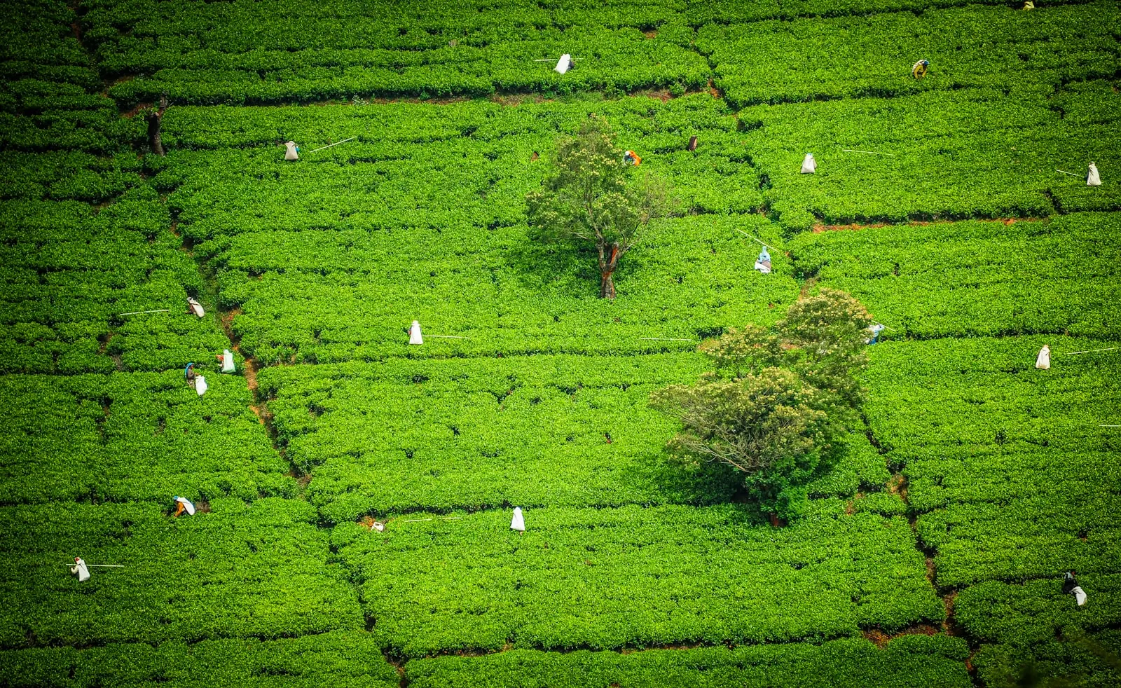 Nuwara Eliya